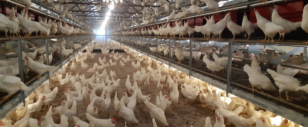LowMax Open Aviary Chickens