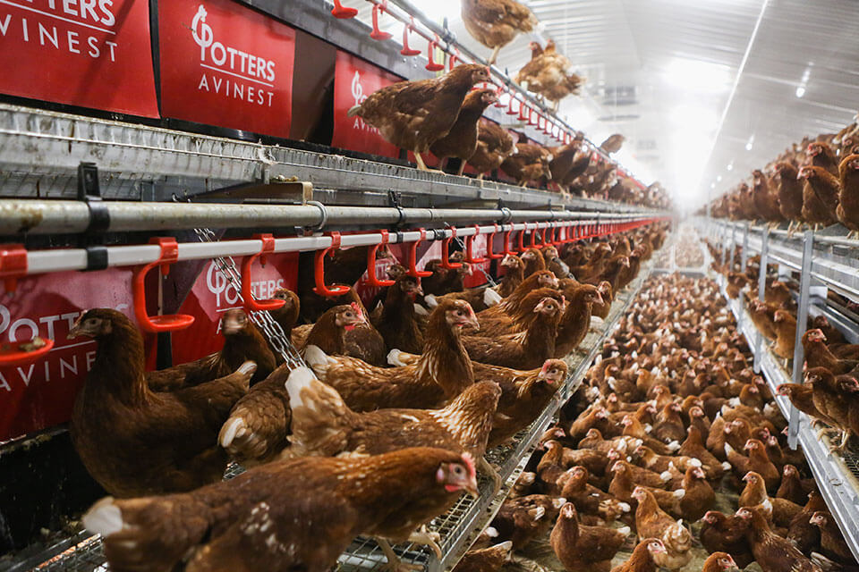 Potters Pullets - Our Customers