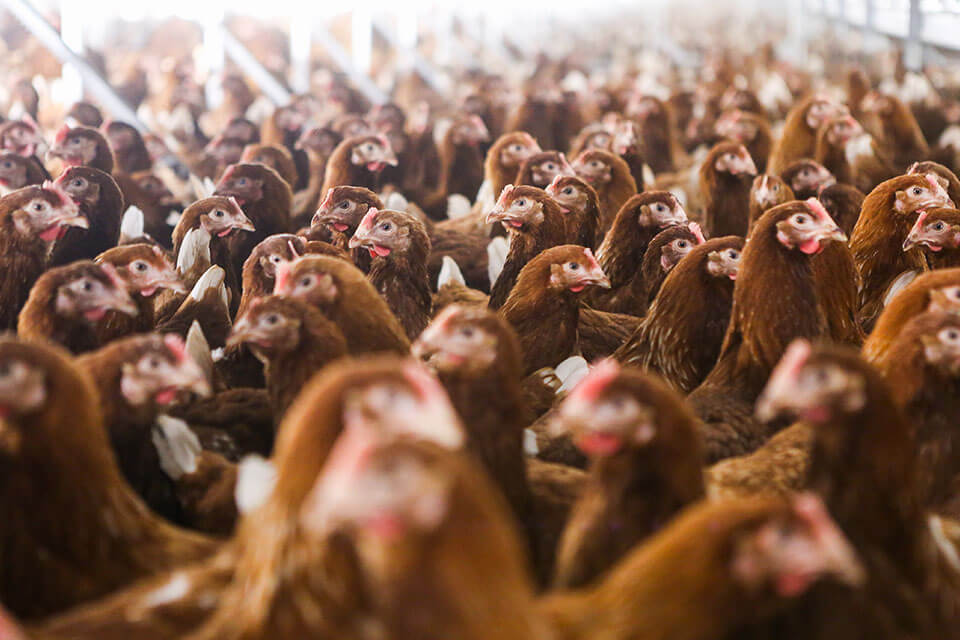 Potters Pullets - The Rearing Process
